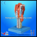 Life-size medical Larynx anatomical model,respiratory system Larynx model